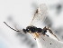 ( - CNCHYM 01146)  @11 [ ] CreativeCommons - Attribution (2011) CNC/CBG Photography Group Centre for Biodiversity Genomics