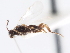  ( - CNCHYM 01162)  @11 [ ] CreativeCommons - Attribution (2011) CNC/CBG Photography Group Centre for Biodiversity Genomics