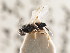  ( - CNCHYM 01165)  @11 [ ] CreativeCommons - Attribution (2011) CNC/CBG Photography Group Centre for Biodiversity Genomics