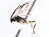  ( - CNCHYM 01195)  @11 [ ] CreativeCommons - Attribution (2011) CNC/CBG Photography Group Centre for Biodiversity Genomics