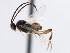  ( - CNCHYM 01198)  @11 [ ] CreativeCommons - Attribution (2011) CNC/CBG Photography Group Centre for Biodiversity Genomics