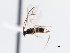  ( - CNCHYM 01233)  @11 [ ] CreativeCommons - Attribution (2011) CNC/CBG Photography Group Centre for Biodiversity Genomics