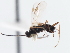  ( - CNCHYM 01234)  @11 [ ] CreativeCommons - Attribution (2011) CNC/CBG Photography Group Centre for Biodiversity Genomics