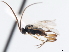  ( - CNCHYM 01235)  @11 [ ] CreativeCommons - Attribution (2011) CNC/CBG Photography Group Centre for Biodiversity Genomics