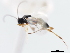  ( - CNCHYM 01237)  @11 [ ] CreativeCommons - Attribution (2011) CNC/CBG Photography Group Centre for Biodiversity Genomics