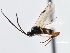  ( - CNCHYM 01258)  @11 [ ] CreativeCommons - Attribution (2011) CNC/CBG Photography Group Centre for Biodiversity Genomics