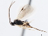  ( - CNCHYM 01259)  @11 [ ] CreativeCommons - Attribution (2011) CNC/CBG Photography Group Centre for Biodiversity Genomics