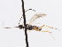  ( - CNCHYM 01262)  @11 [ ] CreativeCommons - Attribution (2011) CNC/CBG Photography Group Centre for Biodiversity Genomics