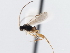  ( - CNCHYM 01264)  @11 [ ] CreativeCommons - Attribution (2011) CNC/CBG Photography Group Centre for Biodiversity Genomics