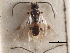  ( - CNCHYM 01272)  @11 [ ] CreativeCommons - Attribution (2011) CNC/CBG Photography Group Centre for Biodiversity Genomics
