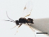  ( - CNCHYM 01273)  @11 [ ] CreativeCommons - Attribution (2011) CNC/CBG Photography Group Centre for Biodiversity Genomics