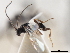 ( - CNCHYM 01274)  @11 [ ] CreativeCommons - Attribution (2011) CNC/CBG Photography Group Centre for Biodiversity Genomics