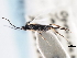  (Iconella lacteoides - CNCHYM 01454)  @11 [ ] CreativeCommons - Attribution (2011) CNC/CBG Photography Group Centre for Biodiversity Genomics