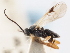  (Microgaster rufipes - CNCHYM 01618)  @11 [ ] CreativeCommons - Attribution (2011) CNC/CBG Photography Group Centre for Biodiversity Genomics
