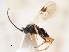  ( - CNCHYM 01619)  @11 [ ] CreativeCommons - Attribution (2011) CNC/CBG Photography Group Centre for Biodiversity Genomics