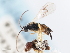  (Microgaster harnedi - CNCHYM 01620)  @11 [ ] CreativeCommons - Attribution (2011) CNC/CBG Photography Group Centre for Biodiversity Genomics