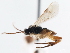  ( - CNCHYM 01627)  @11 [ ] CreativeCommons - Attribution (2011) CNC/CBG Photography Group Centre for Biodiversity Genomics