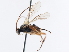  ( - CNCHYM 01630)  @11 [ ] CreativeCommons - Attribution (2011) CNC/CBG Photography Group Centre for Biodiversity Genomics