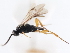  ( - CNCHYM 01633)  @11 [ ] CreativeCommons - Attribution (2011) CNC/CBG Photography Group Centre for Biodiversity Genomics