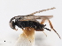  ( - CNCHYM 01634)  @11 [ ] CreativeCommons - Attribution (2011) CNC/CBG Photography Group Centre for Biodiversity Genomics