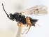  (Microgaster messoria - CNCHYM 01635)  @11 [ ] CreativeCommons - Attribution (2011) CNC/CBG Photography Group Centre for Biodiversity Genomics