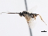  ( - CNCHYM 01638)  @11 [ ] CreativeCommons - Attribution (2011) CNC/CBG Photography Group Centre for Biodiversity Genomics