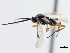  ( - CNCHYM 01645)  @12 [ ] CreativeCommons - Attribution (2011) CNC/CBG Photography Group Centre for Biodiversity Genomics