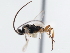  ( - CNCHYM 01646)  @12 [ ] CreativeCommons - Attribution (2011) CNC/CBG Photography Group Centre for Biodiversity Genomics