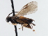  ( - CNCHYM 01647)  @11 [ ] CreativeCommons - Attribution (2011) CNC/CBG Photography Group Centre for Biodiversity Genomics