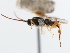  ( - CNCHYM 01649)  @11 [ ] CreativeCommons - Attribution (2011) CNC/CBG Photography Group Centre for Biodiversity Genomics