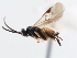  ( - CNCHYM 01650)  @11 [ ] CreativeCommons - Attribution (2011) CNC/CBG Photography Group Centre for Biodiversity Genomics