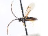  ( - CNCHYM 01653)  @11 [ ] CreativeCommons - Attribution (2011) CNC/CBG Photography Group Centre for Biodiversity Genomics