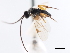  ( - CNCHYM 01654)  @11 [ ] CreativeCommons - Attribution (2011) CNC/CBG Photography Group Centre for Biodiversity Genomics
