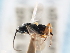  (Microgaster phthorimaeae - CNCHYM 01655)  @11 [ ] CreativeCommons - Attribution (2011) CNC/CBG Photography Group Centre for Biodiversity Genomics