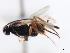  (Microgaster subcompleta - CNCHYM 01657)  @13 [ ] CreativeCommons - Attribution (2011) CNC/CBG Photography Group Centre for Biodiversity Genomics