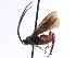  (Microgaster archboldensis - CNCHYM 01663)  @14 [ ] CreativeCommons - Attribution (2011) CNC/CBG Photography Group Centre for Biodiversity Genomics