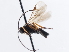  ( - CNCHYM 01704)  @11 [ ] CreativeCommons - Attribution (2011) CNC/CBG Photography Group Centre for Biodiversity Genomics
