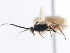  ( - CNCHYM 01705)  @13 [ ] CreativeCommons - Attribution (2011) CNC/CBG Photography Group Centre for Biodiversity Genomics