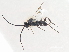  ( - CNCHYM 01933)  @11 [ ] CreativeCommons - Attribution (2011) CNC/CBG Photography Group Centre for Biodiversity Genomics