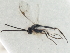  ( - CNCHYM 01934)  @11 [ ] CreativeCommons - Attribution (2011) CNC/CBG Photography Group Centre for Biodiversity Genomics