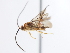  ( - CNCHYM 01958)  @13 [ ] CreativeCommons - Attribution (2011) CNC/CBG Photography Group Centre for Biodiversity Genomics