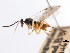  (Promicrogaster miranda - CNCHYM 01979)  @11 [ ] CreativeCommons - Attribution (2011) CNC/CBG Photography Group Centre for Biodiversity Genomics