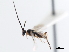  (Promicrogaster brandondinartei - CNCHYM 01985)  @11 [ ] CreativeCommons - Attribution (2011) CNC/CBG Photography Group Centre for Biodiversity Genomics