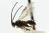  ( - CNCHYM 03471)  @11 [ ] CreativeCommons - Attribution (2011) CNC/CBG Photography Group Centre for Biodiversity Genomics