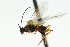  ( - CNCHYM 03496)  @11 [ ] CreativeCommons - Attribution (2011) CNC/CBG Photography Group Centre for Biodiversity Genomics