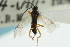  ( - CNCHYM 03498)  @11 [ ] CreativeCommons - Attribution (2011) CNC/CBG Photography Group Centre for Biodiversity Genomics