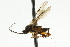  ( - CNCHYM 03500)  @11 [ ] CreativeCommons - Attribution (2011) CNC/CBG Photography Group Centre for Biodiversity Genomics