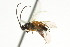  ( - CNCHYM 07002)  @12 [ ] CreativeCommons - Attribution (2011) CNC/CBG Photography Group Centre for Biodiversity Genomics