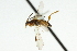  ( - CNCHYM 07038)  @11 [ ] CreativeCommons - Attribution (2011) CNC/CBG Photography Group Centre for Biodiversity Genomics