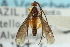  ( - CNCHYM 07039)  @11 [ ] CreativeCommons - Attribution (2011) CNC/CBG Photography Group Centre for Biodiversity Genomics